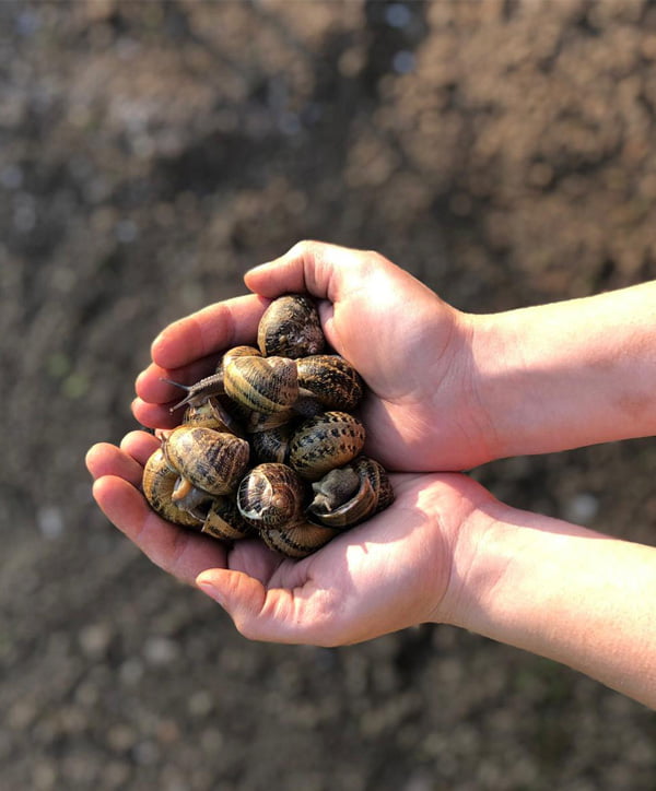 ESCARGOTS VIVE: