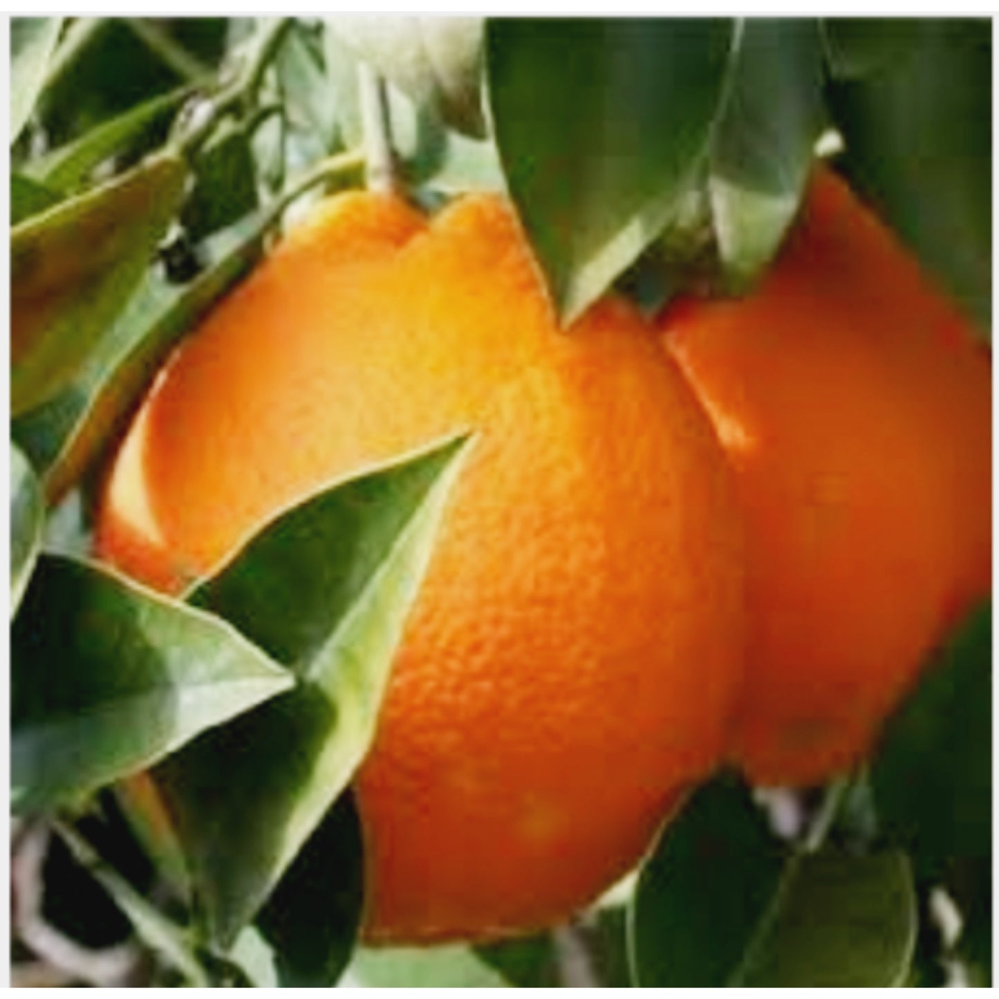 ARANCE 100% BIO | ORIGINE: ITALIA