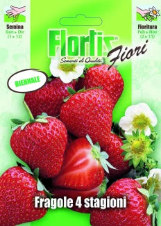 FLORTIS | FRAGOLA 4 STAGIONI